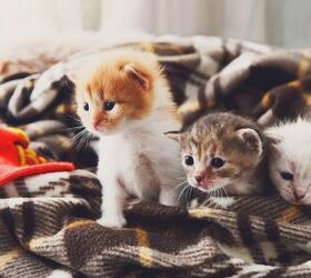 How to Set Up the Perfect Environment for Foster Kittens | PetGuide
